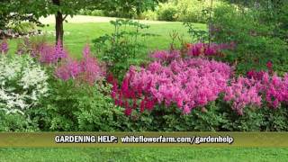 Cornerstone Astilbe Collection from White Flower Farm [upl. by Odella742]