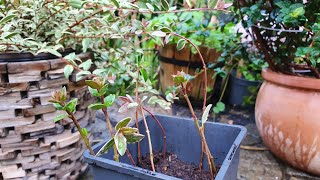 Chilean Guava Propagation I love making FREE plants [upl. by Hola184]