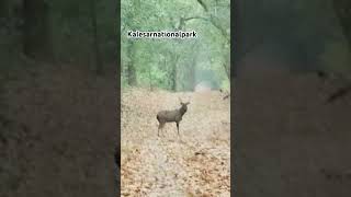 kalesarnationalpark wildanimals forestphotography nature wildlifephotoghraphy haryana [upl. by Vicky279]