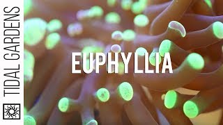 Euphyllia Coral Hammers Torches Frogspawn Propagation [upl. by Krall]