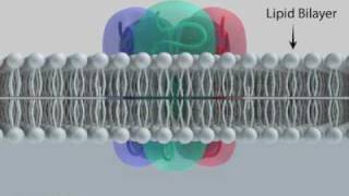 GABAA Receptor Subunits and Ion Channel [upl. by Westmoreland]