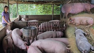 Full video African cholera destroys an entire herd of pigs on a farm  Ep 221 [upl. by Aniratac962]