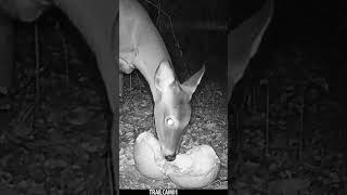 Deer chows down on a festive Halloween Pumpkin Treat wildlife trailcam halloween whitetaildeer [upl. by Joyan]