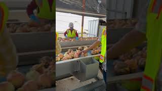 2024 Rio Farms Onion Harvest Bakersfield CA and Church Bros IFPA Foodservice Party [upl. by Noiz]