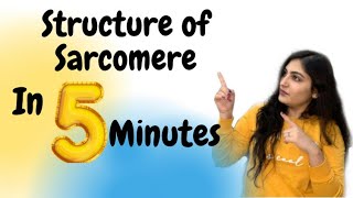 Easiest Way to Understand Structure of Sarcomere  5 Minute Concepts  Ishita Khurana [upl. by Assertal]