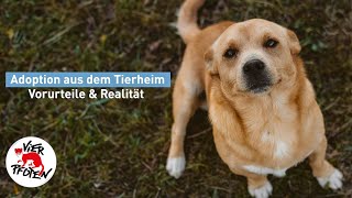 Adoption aus dem Tierheim  VIER PFOTEN [upl. by Yorker848]