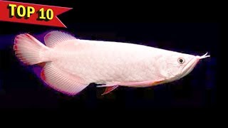 Top 10 Expensive Arowana Fish Varieties [upl. by Littman66]