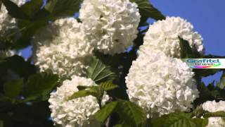 Copos de Nieve Viburnum Opulus [upl. by Nnoj]