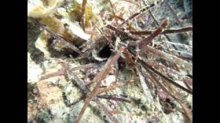 How to find and catch bobbit worm Lov na velikega morskega crva [upl. by Zerline231]