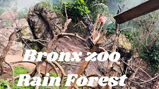 Inside the Bronx Zoo’s Unbelievable Rainforest Exhibit [upl. by Aivalf836]