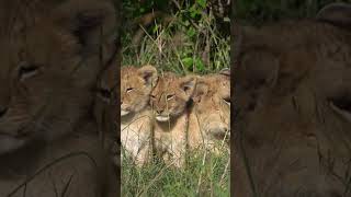 Roaring Cuteness Inside the Wild World of Playful Lion Cubs lioncubs lovelions lion lionkings [upl. by Mailli]