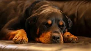 Sonido de un Rottweiler Durmiendo 🐕  Perros Efecto de Sonido [upl. by Atteselrahc]