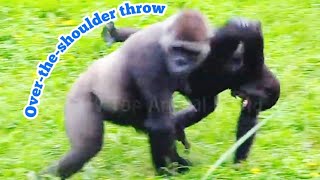 塔莉過肩摔兩個兒子😆🤣💦Djeecoゴリラ迪亞哥金剛猩猩taipeizoo gorilla 台北市立動物園2024082118 [upl. by Chloris652]