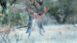 Amazing Rabbit FIGHT [upl. by Sitsuj]