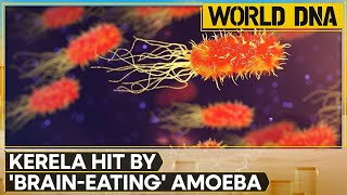 India Braineating amoeba kills 3 in Kerala  WION World DNA [upl. by Aisinoid]