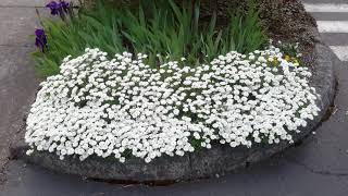 Candytuft  Iberis sempervirens [upl. by Salinas350]