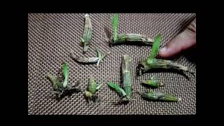 How to propagate dendrobium orchids the most effective way [upl. by Oynotna364]