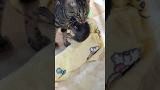 Mama Cat took Baby Kitten to an unexpected place kitten cats shorts [upl. by Glen]