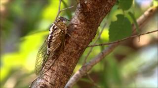 Megatibicen dealbatus cicada female possibly reacting to recording [upl. by Leumel]