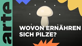 Wovon ernähren sich Pilze  Eure Fragen  ARTE Family [upl. by Wan]