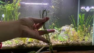 Propagating rotala rotundifolia [upl. by Tolliver]