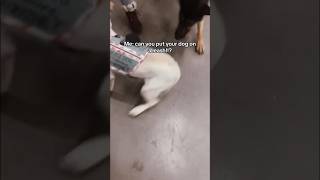 Off leash dog comes after service dog in store servicedog dog dogs youtubeshorts shorts [upl. by Xet]