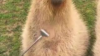 Capybara gets some scratches [upl. by Gareth]