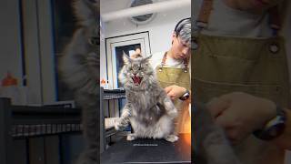 Aggressive Wild Maine Coon Extreme Grooming amp Pedicure 🤯😤 shorts pets funnycats trending cat [upl. by Melania]