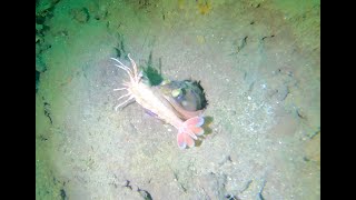 La Jolla Shores Canyon Dive Octopus Fringeheads and a DeepSea Cormorant [upl. by Suhsoj]