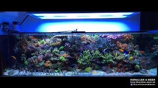 1000l Meerwasseraquarium nach Umbau  265gal Reef Tank [upl. by Etezzil]