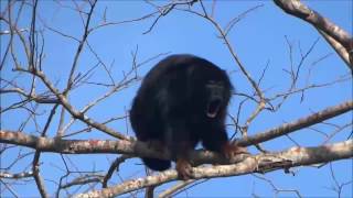 Vocalização de Alouatta belzebul o guaribademãosruivas [upl. by Harihat201]