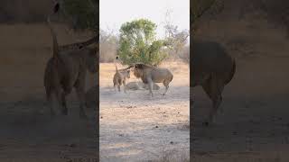 Playful Lions  Lion Sands Game Reserve  Sabi Sand  South Africa [upl. by Cherice657]