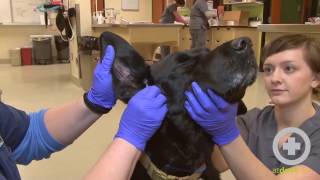 How to Clean A Dogs Ears [upl. by Inafets]