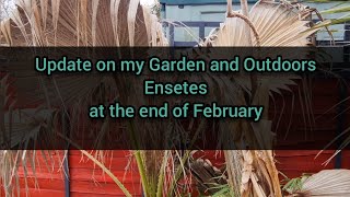 Update on my Garden and Outdoors Ensetes at the end of February [upl. by Eirotal]