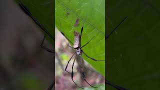 Nephila clavipes Inofensiva Araña Seda Dorada fauna arthropoda aracnidos nature colombia art [upl. by Enneirdna128]