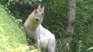 Japanese Serow Browsing ニホンカモシカが斜面で草を採食 [upl. by Adiasteb]