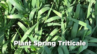 Plant Spring Triticale as early as January [upl. by Rebme]