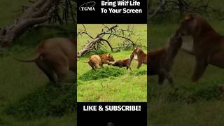 LION GANG🔥 VS🔥 HYENASanimals hyena lionfight wildlife shortsfeed shortsvideo viralvideo [upl. by Tawsha]