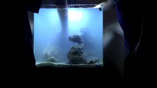 Nuvo 30 Gallon Aquascaping Timelapse [upl. by Cargian216]