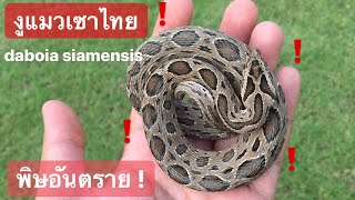 งูแมวเซา Siamese Russells Viper [upl. by Krystyna]