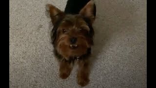 Yorkshire Terrier barking and calling to play [upl. by Nosremaj187]