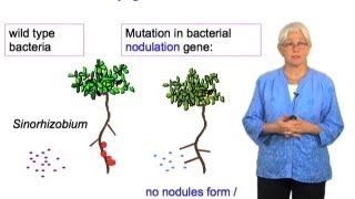 Rhizobium genes  Sharon Long Stanford [upl. by Gnal]