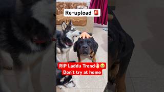 laddu muthaiya Sorry 😭🚨shorts dog husky trendingsongs [upl. by Mayhs176]