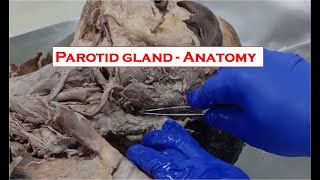 Parotid gland  Anatomy  Demonstration for medical students [upl. by Onidranreb]