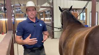 Satisfying Horse Hoof Restoration A step by step guide of the hows and why’s of horse shoeing [upl. by Nossaj]