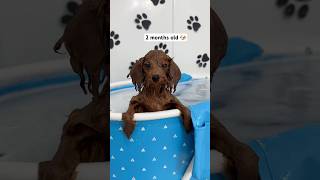 3 months of a puppy’s swimming journey 🐶🐾🛁 puppy asmr asmrsounds dog viralshorts [upl. by Betsey976]