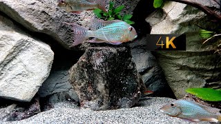 HOW TO RELAX GEOPHAGUS ALTIFRONS COMMUNITY AQUARIUM [upl. by Ethe20]