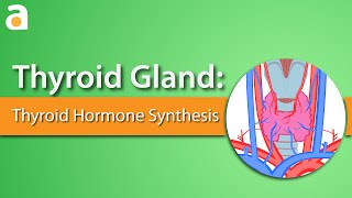 Thyroid Gland Thyroid Hormone Synthesis [upl. by Lindholm]