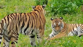 Amur Tigers at Highland Wildlife Park Scotland [upl. by Ahtikal874]