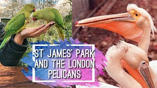 A day in St James’ Park with the Pelicans and Green Parakeets [upl. by Lamrej431]